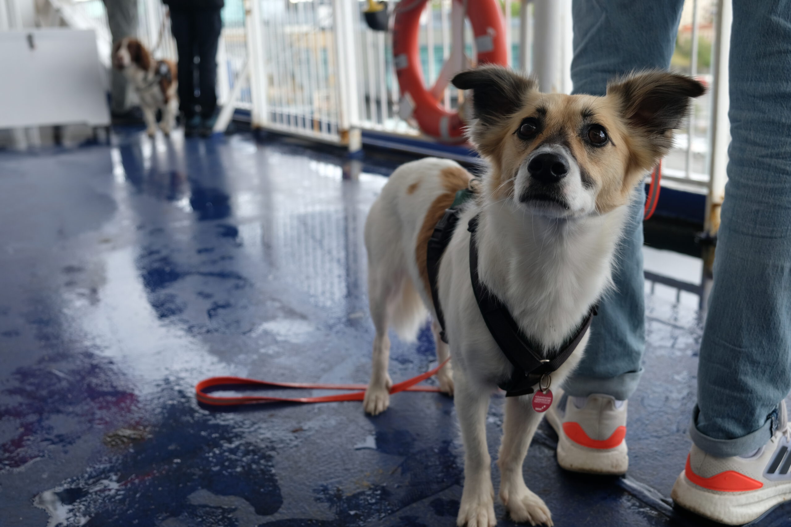 Hundedeck Fähre Kiel Göteborg