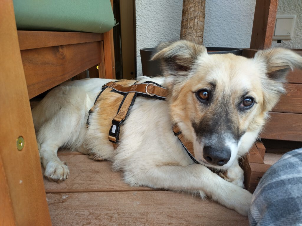 Simba in seinen ersten Tagen bei uns